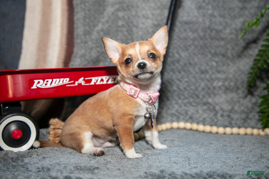 Chihuahua dogs for sale: Chester - Ad 2