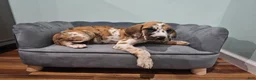 Great Dane dogs for sale: Brindlequin (Rare Coat) - Ad 10