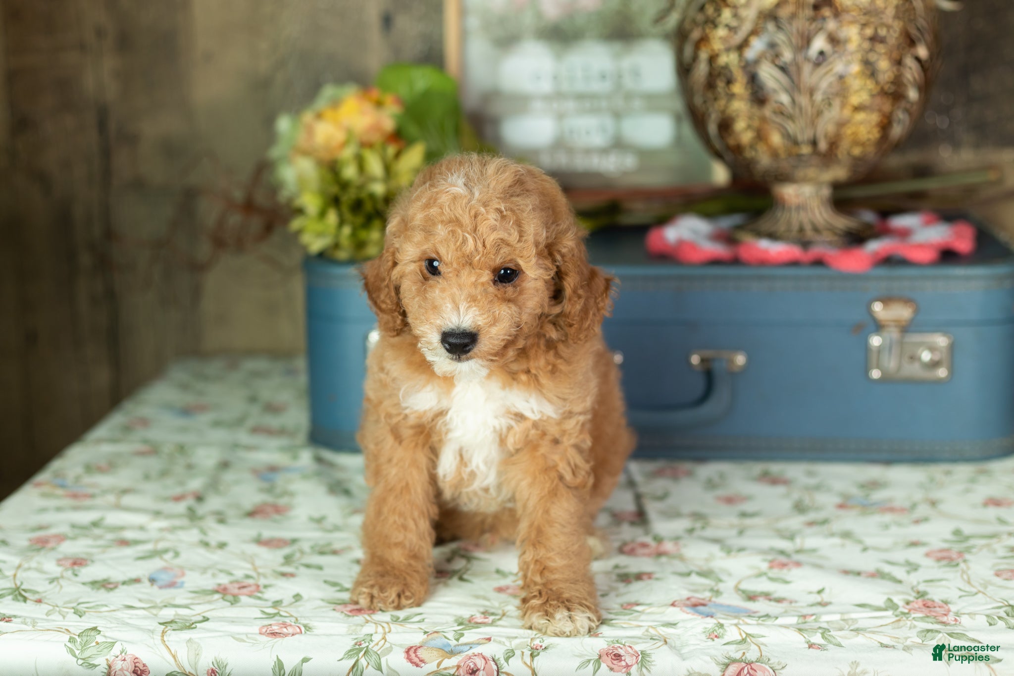 Mixed Breed dogs Toby  - Ad 19