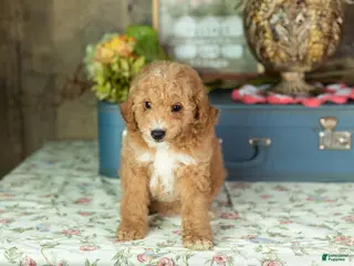 Mixed Breed dogs Toby - Ad 19