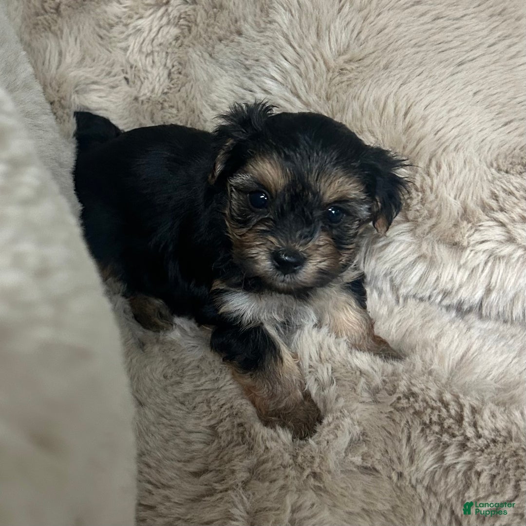Morkie dogs for sale: Teddy - Ad 2