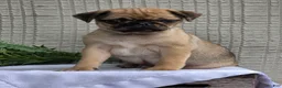Pug dogs for sale: Bentley  - Ad 6
