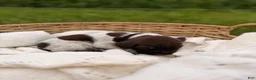 German Shorthaired Pointer dogs for sale: Ridge  - Ad 3