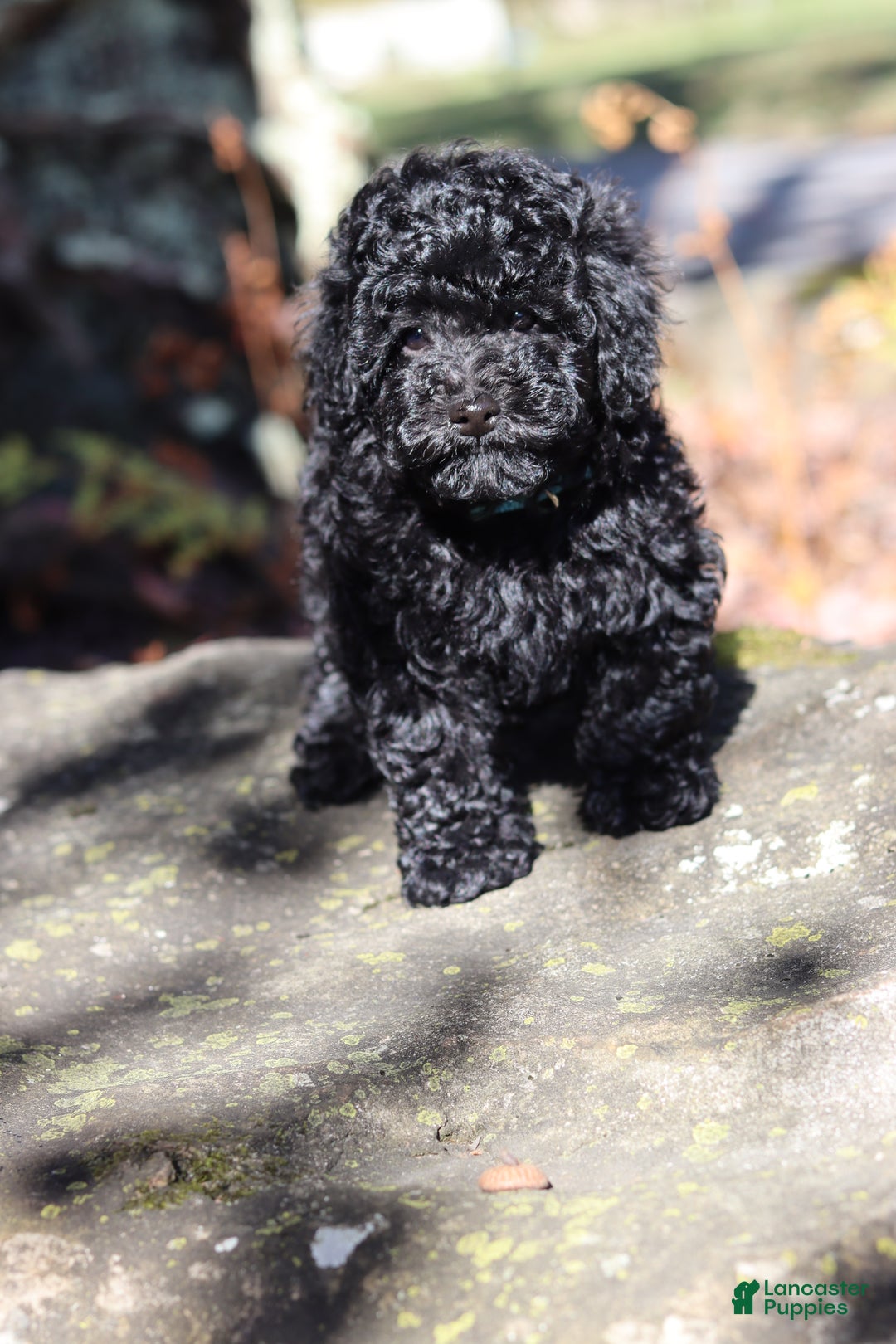 Miniature Poodle dogs for sale: Axel - Ad 9