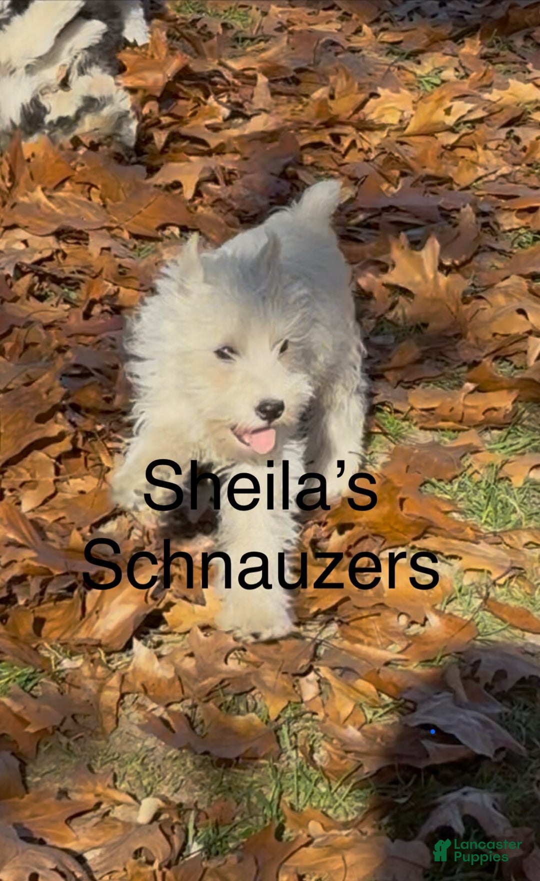 Miniature Schnauzer dogs for sale: Angel Boy - Ad 1