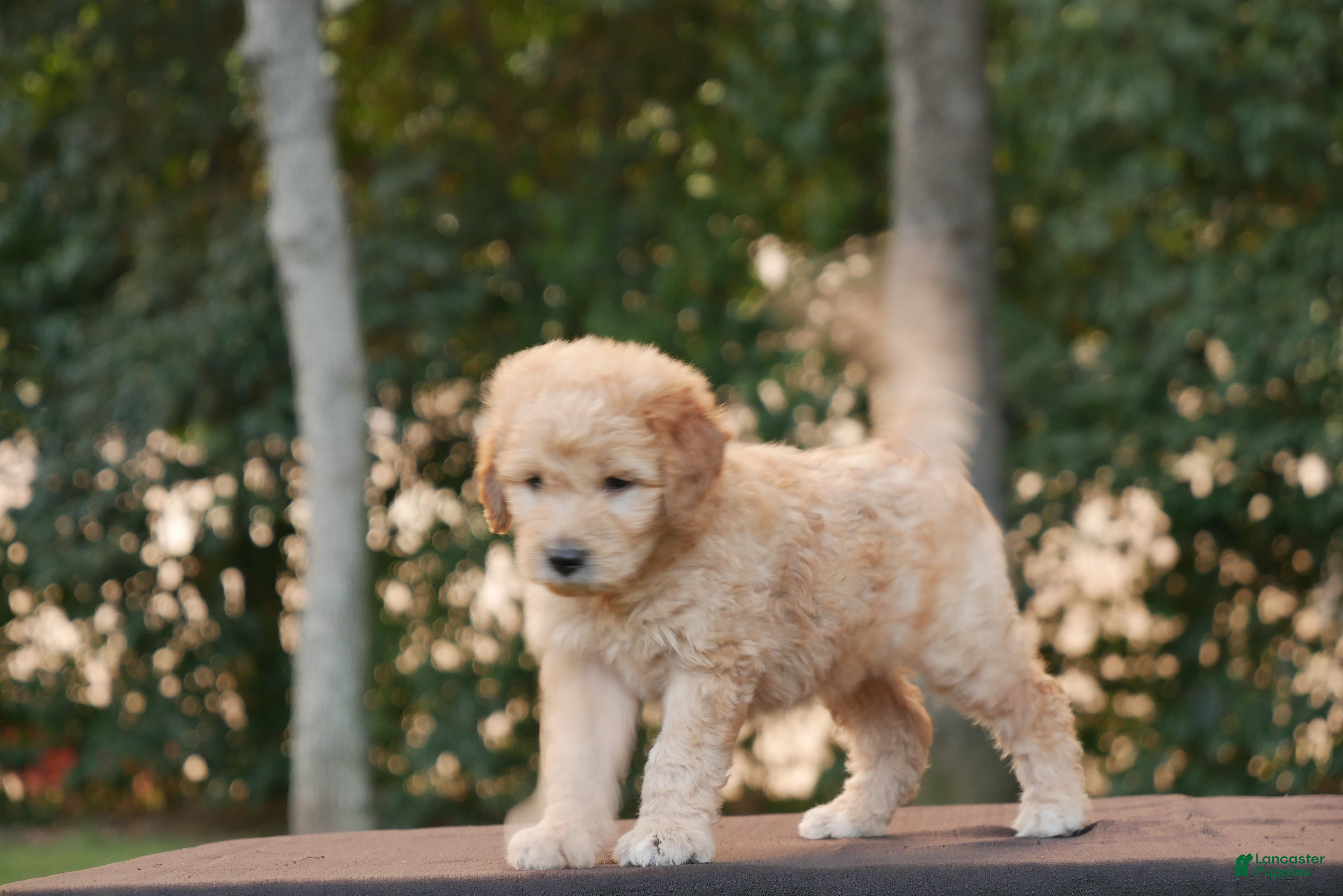 Goldendoodle dogs Rolo - Ad 1