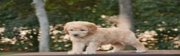 Goldendoodle dogs for sale: Rolo - Ad 1