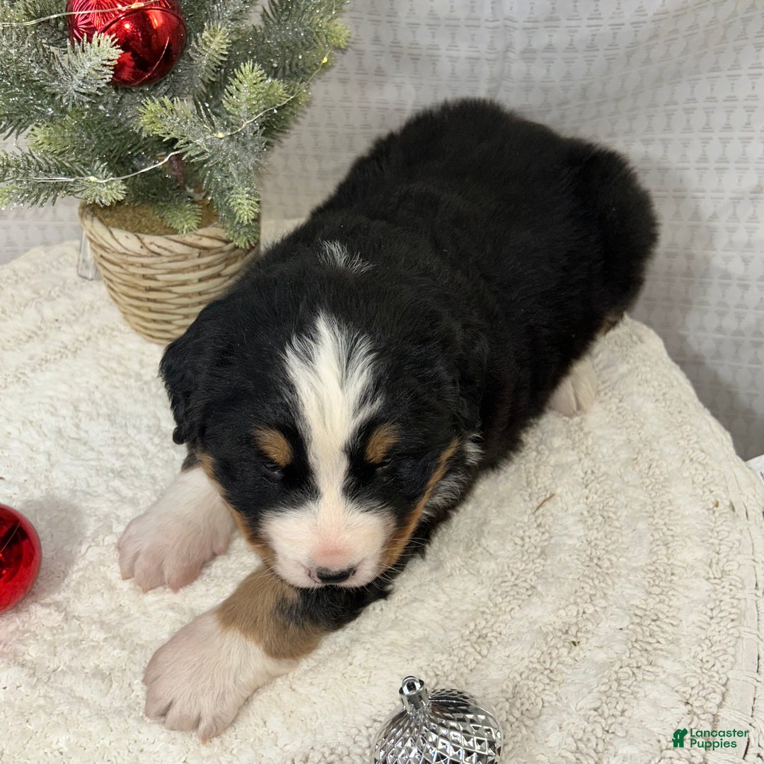 Mixed Breed dogs for sale: Jack - Ad 4