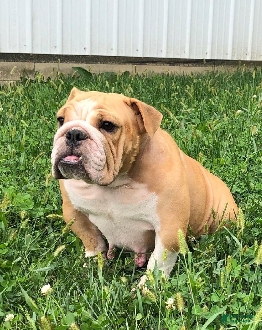 English Bulldog dogs for sale: Holly  - Ad 9