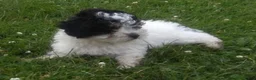 Miniature Poodle dogs for sale: Cookie - Ad 8