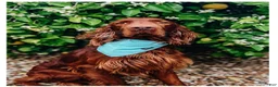 Irish Doodle dogs for sale: Irish Doodle Puppy- Arista - Ad 6