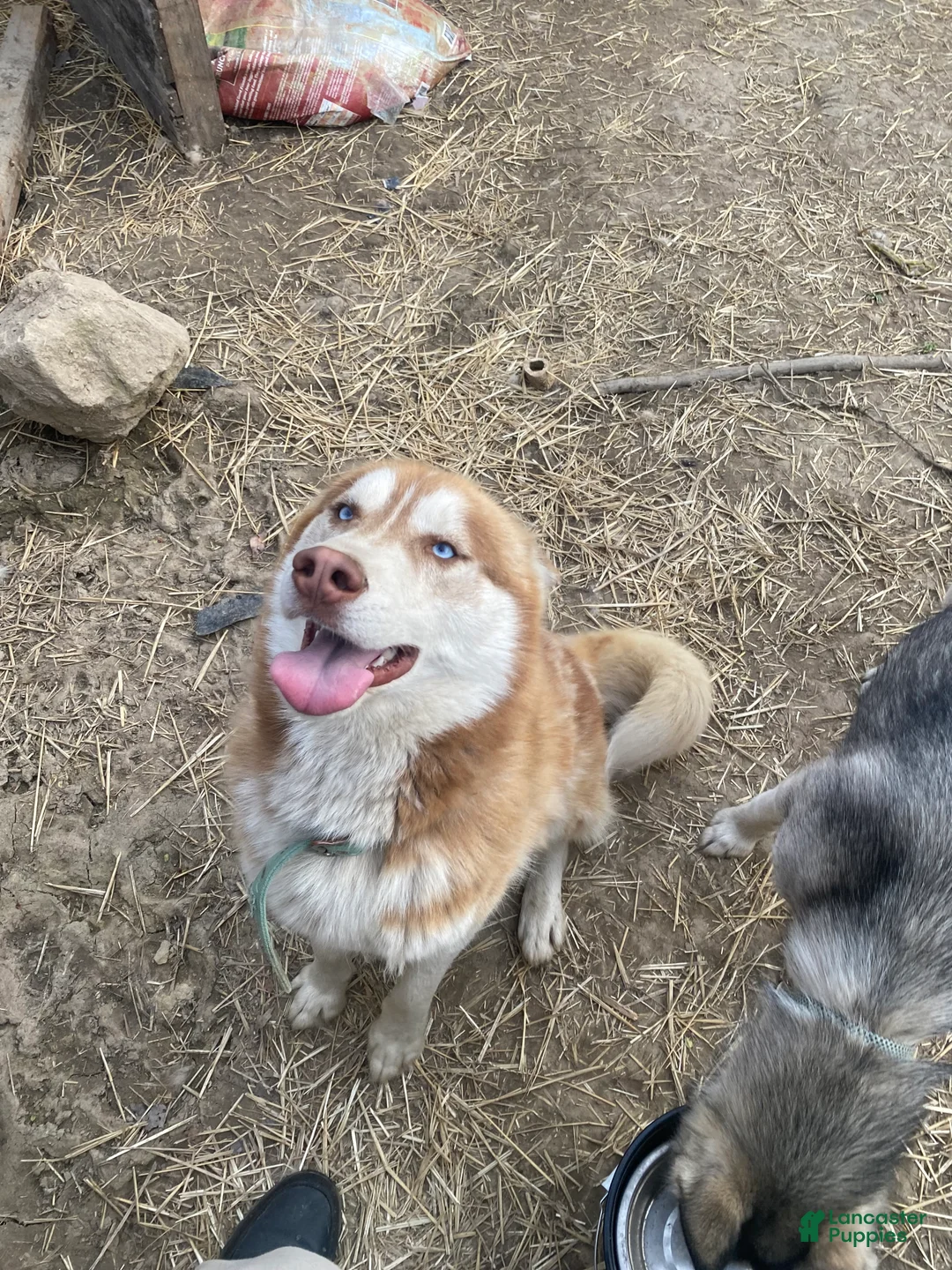 Siberian Husky dogs for sale: Siberian Husky Puppy 1 - Ad 1