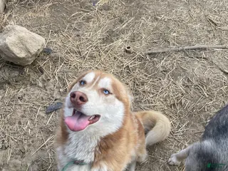 Siberian Husky dogs Siberian Husky Puppy 1 - Ad 32