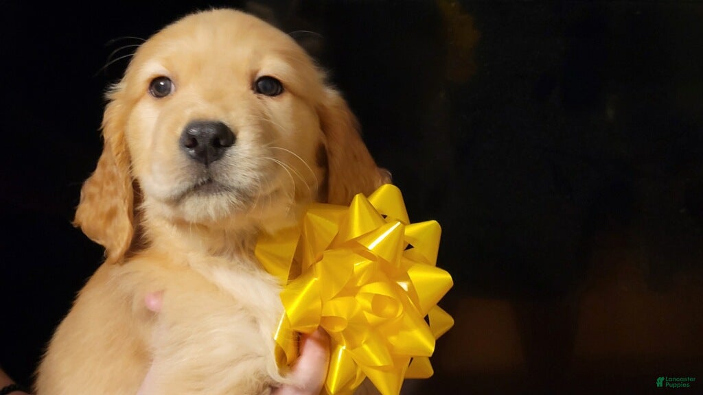 Golden Retriever dogs Golden Retriever Puppy 4 - Ad 3