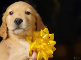 Golden Retriever dogs Golden Retriever Puppy 4 - Ad 3