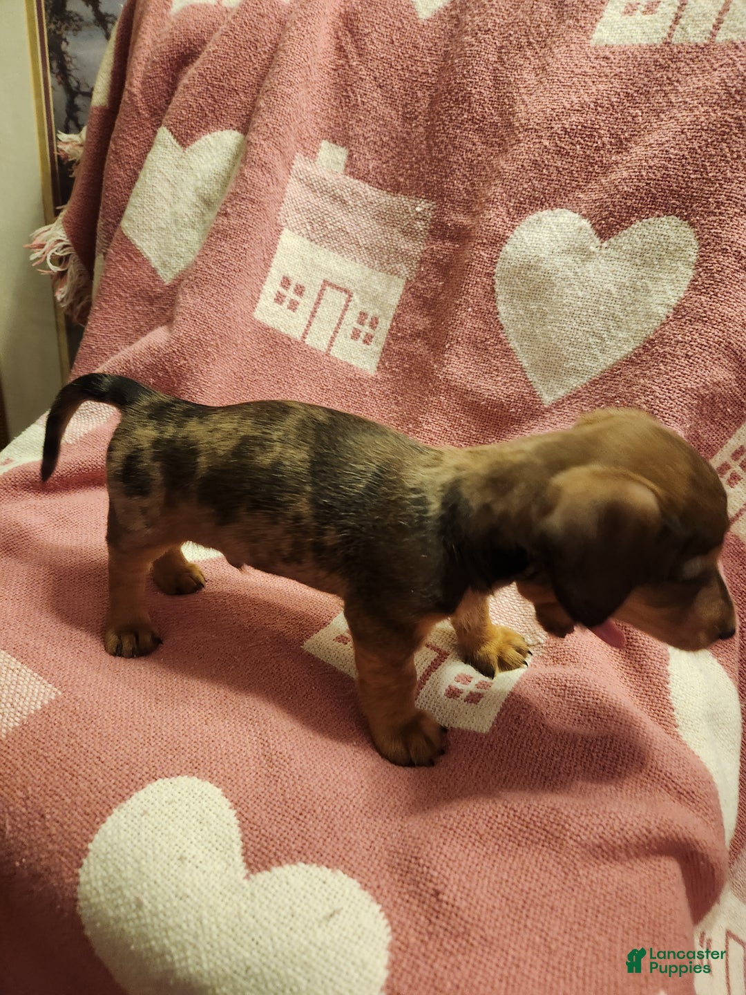 Miniature Dachshund dogs for sale: Miniature Dachshund Puppy 3 - Ad 3