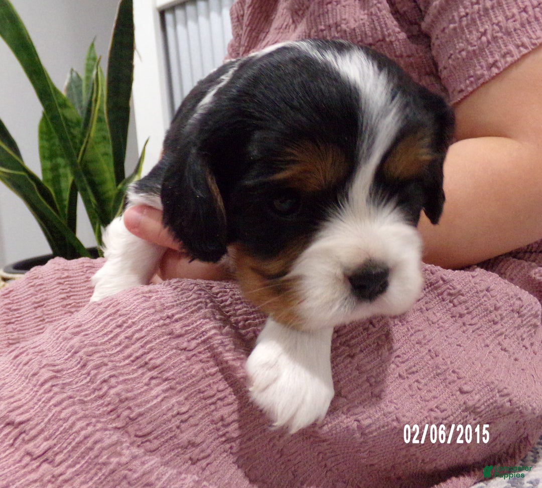 Cavalier King Charles Spaniel dogs for sale: Cavalier King Charles Spaniel Puppy 3 - Ad 14