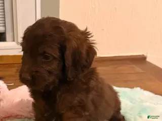 Labradoodle dogs Labradoodle Puppy 2 - Ad 17