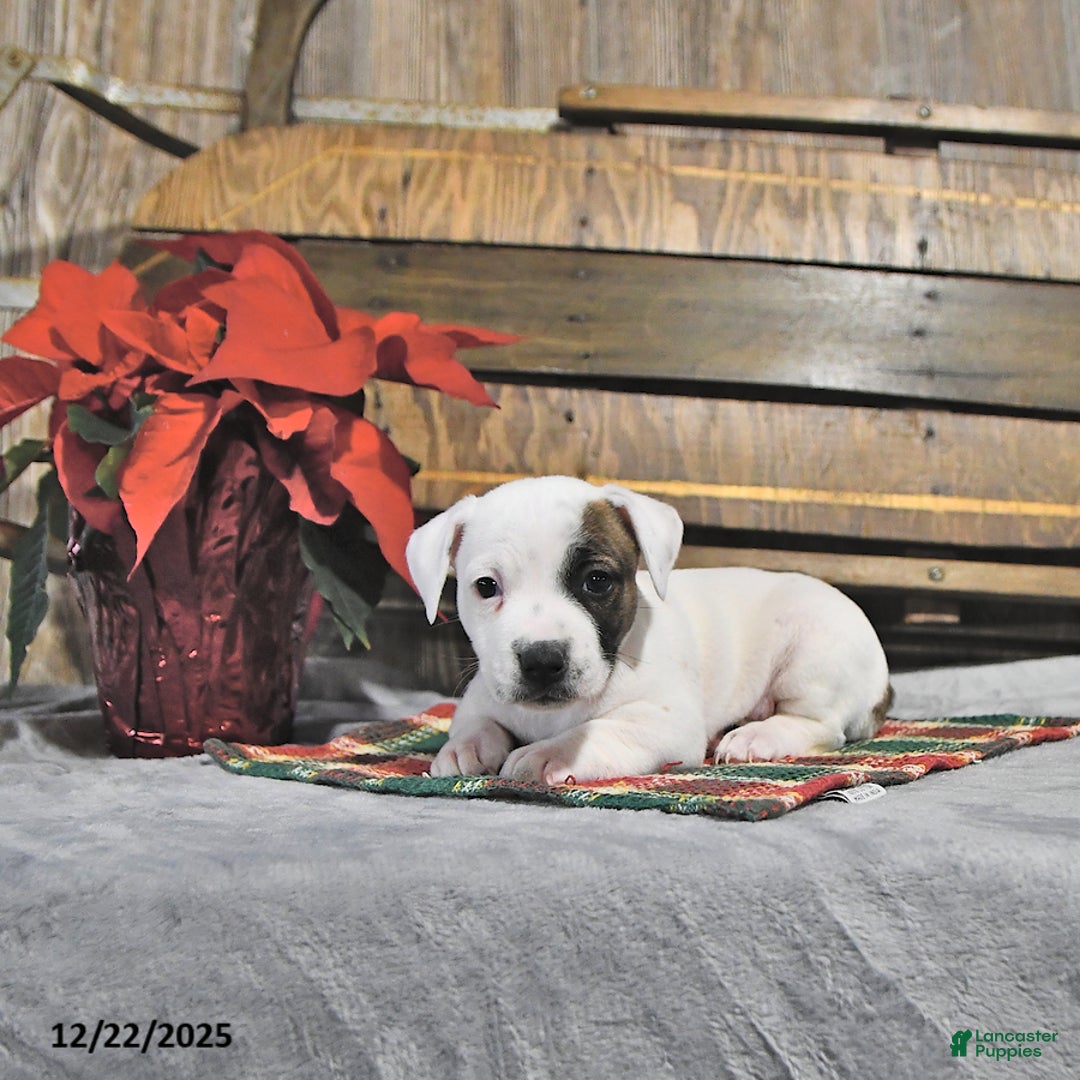 Jack Russell Terrier dogs for sale: Twila - Ad 2