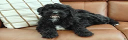 Bernedoodle dogs for sale: Coffey - Ad 5
