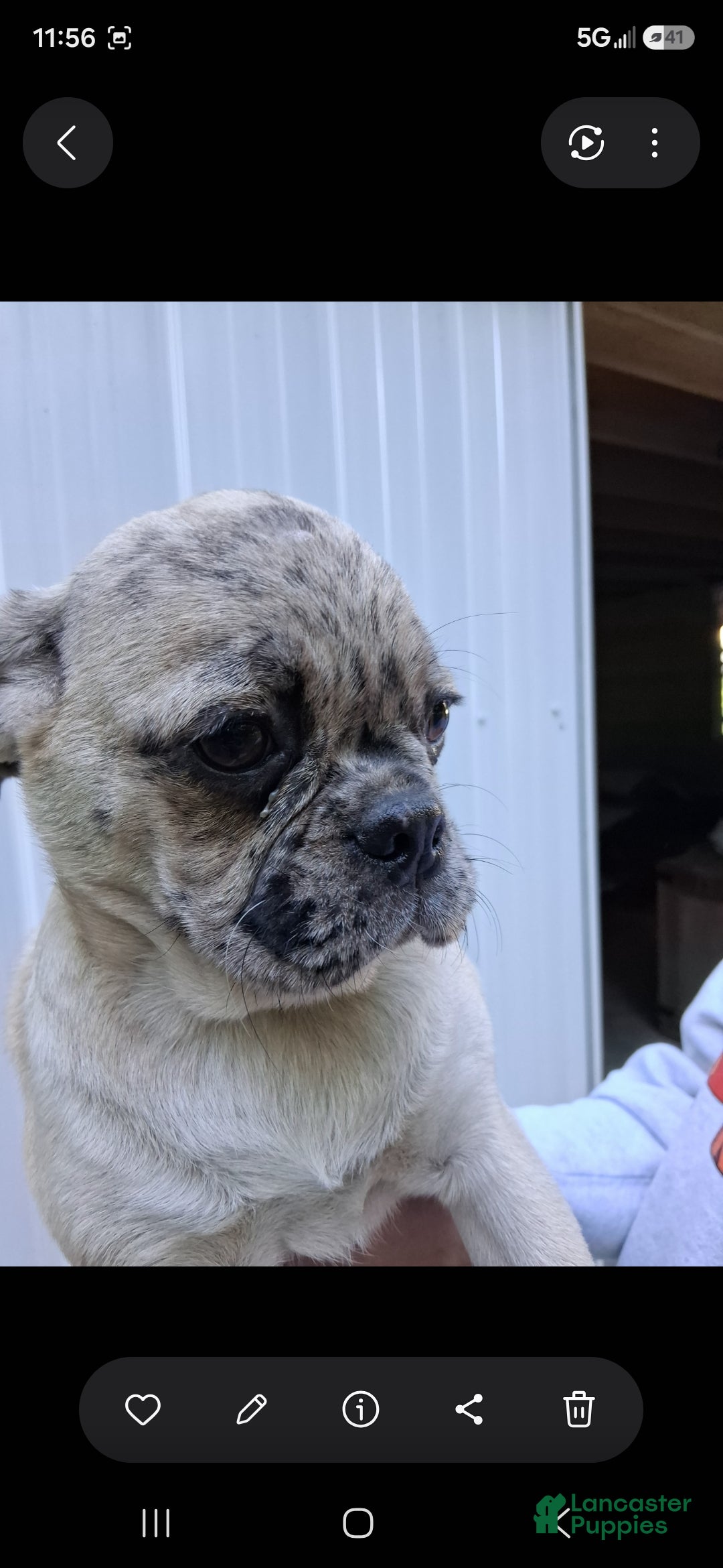 Pug dogs Karly - Ad 2