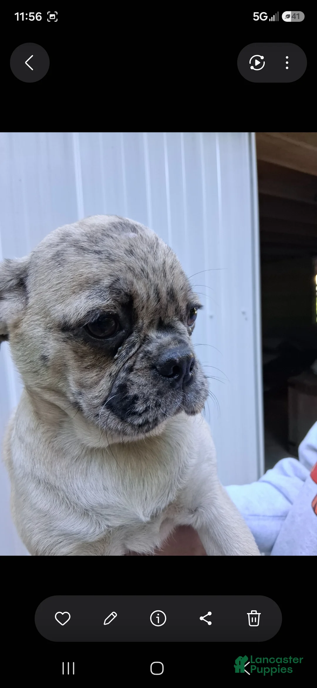 Pug dogs for sale: Karly - Ad 2