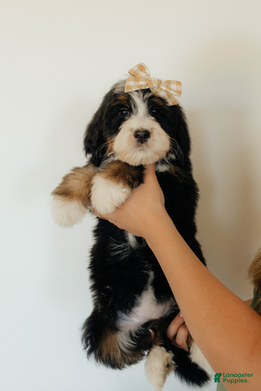 Bernedoodle dogs Medium Sized Female Bernedoodle - Artermis - Ad 1