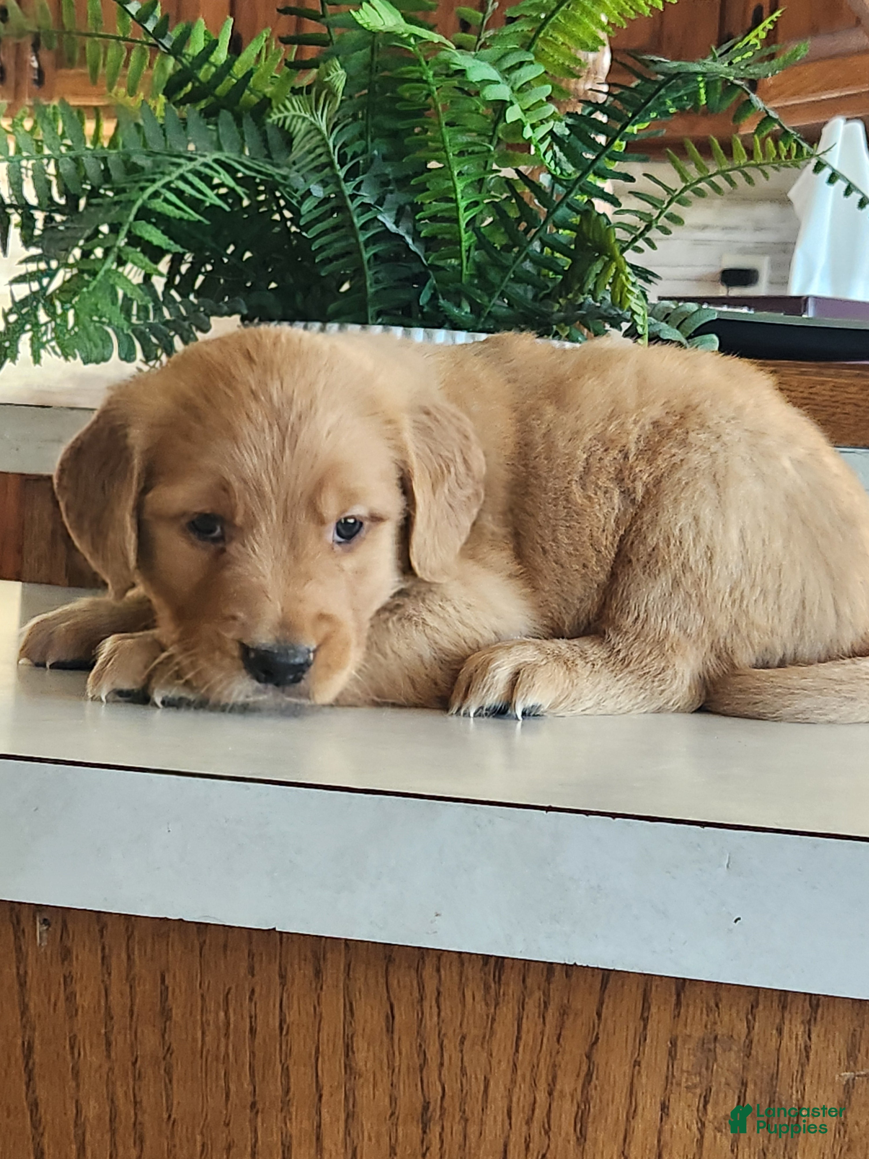 Golden Retriever dogs Sunny - Ad 2