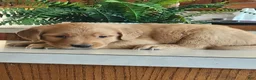 Golden Retriever dogs for sale: Sunny - Ad 2