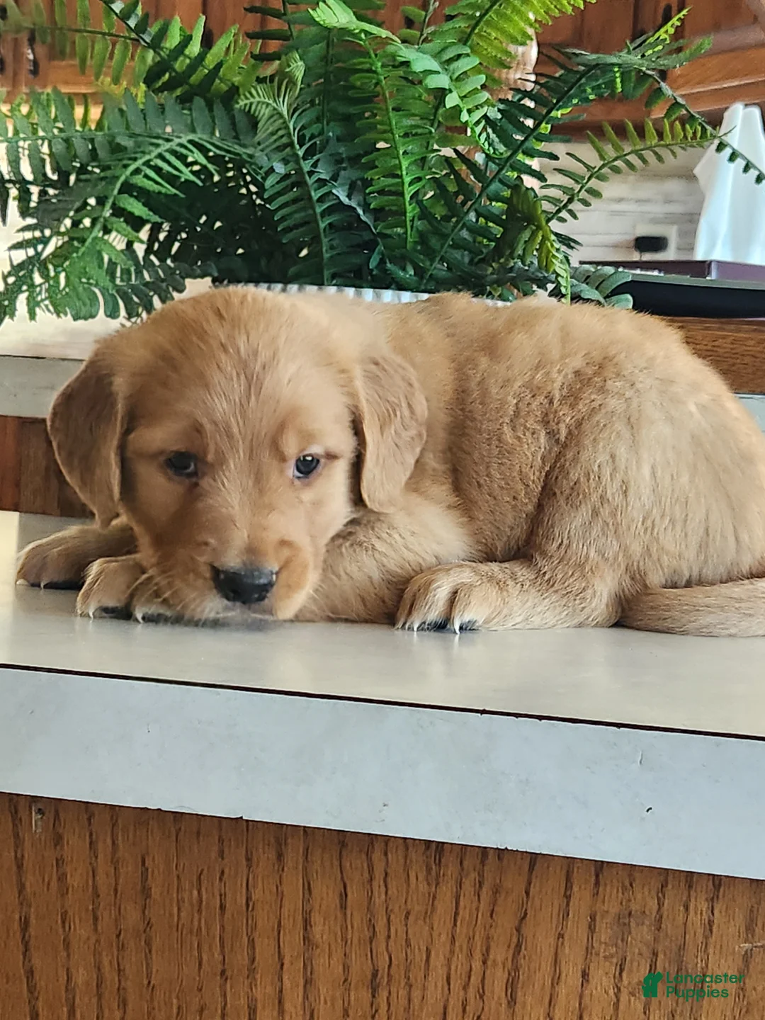 Golden Retriever dogs for sale: Sunny - Ad 2