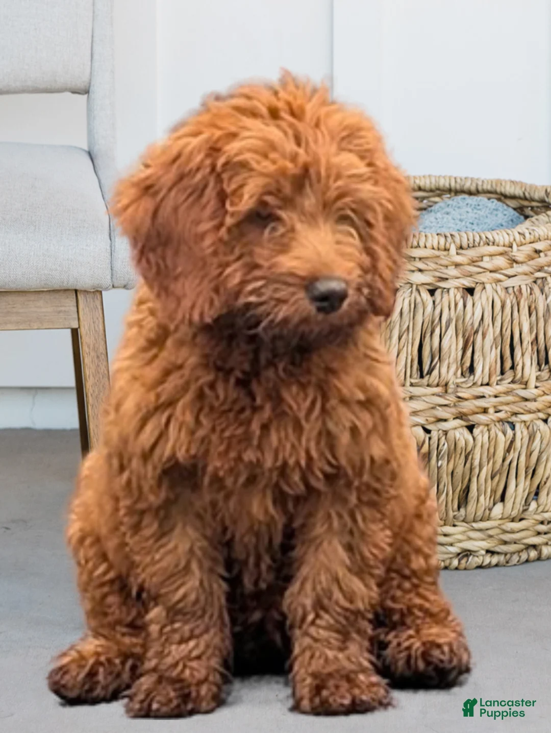 Miniature Labradoodle dogs for sale: Brady - Ad 2
