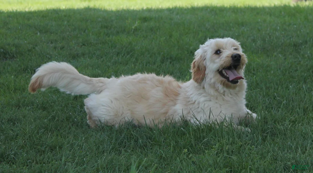 Mini Goldendoodle dogs for sale: Harmony - Ad 27