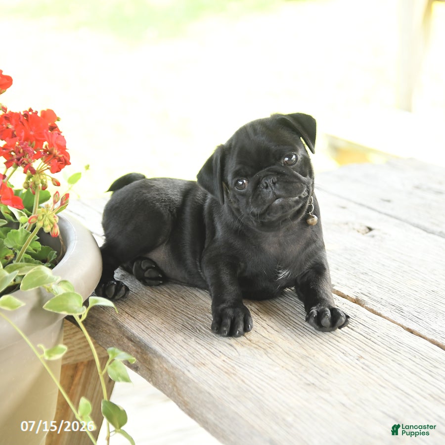 Pug dogs Wilmer - Ad 1