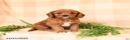 Cavapoo dogs for sale: Carmen - Ad 1