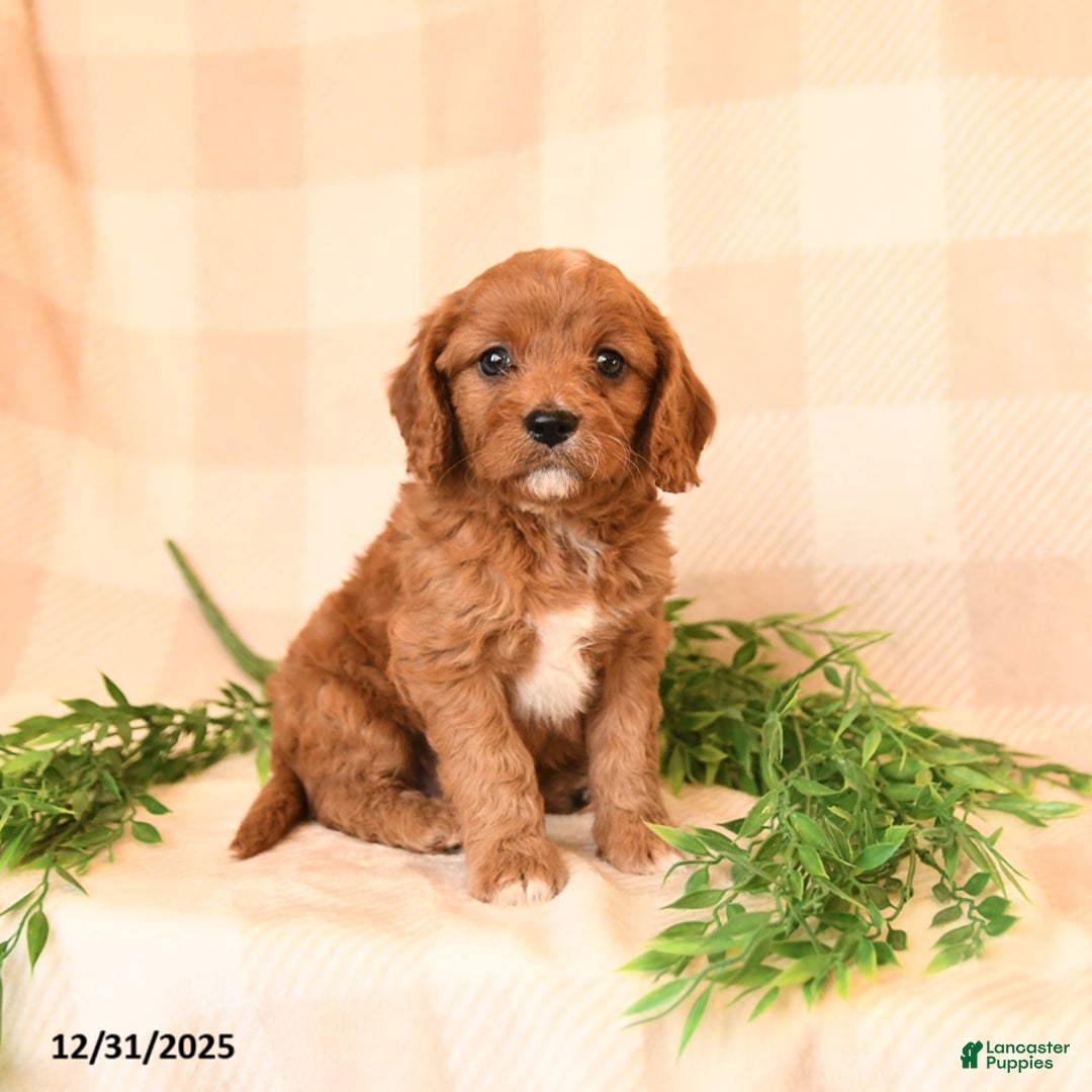 Cavapoo dogs for sale: Carmen - Ad 1