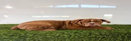 Olde English Bulldogge dogs for sale: Nate - Ad 3