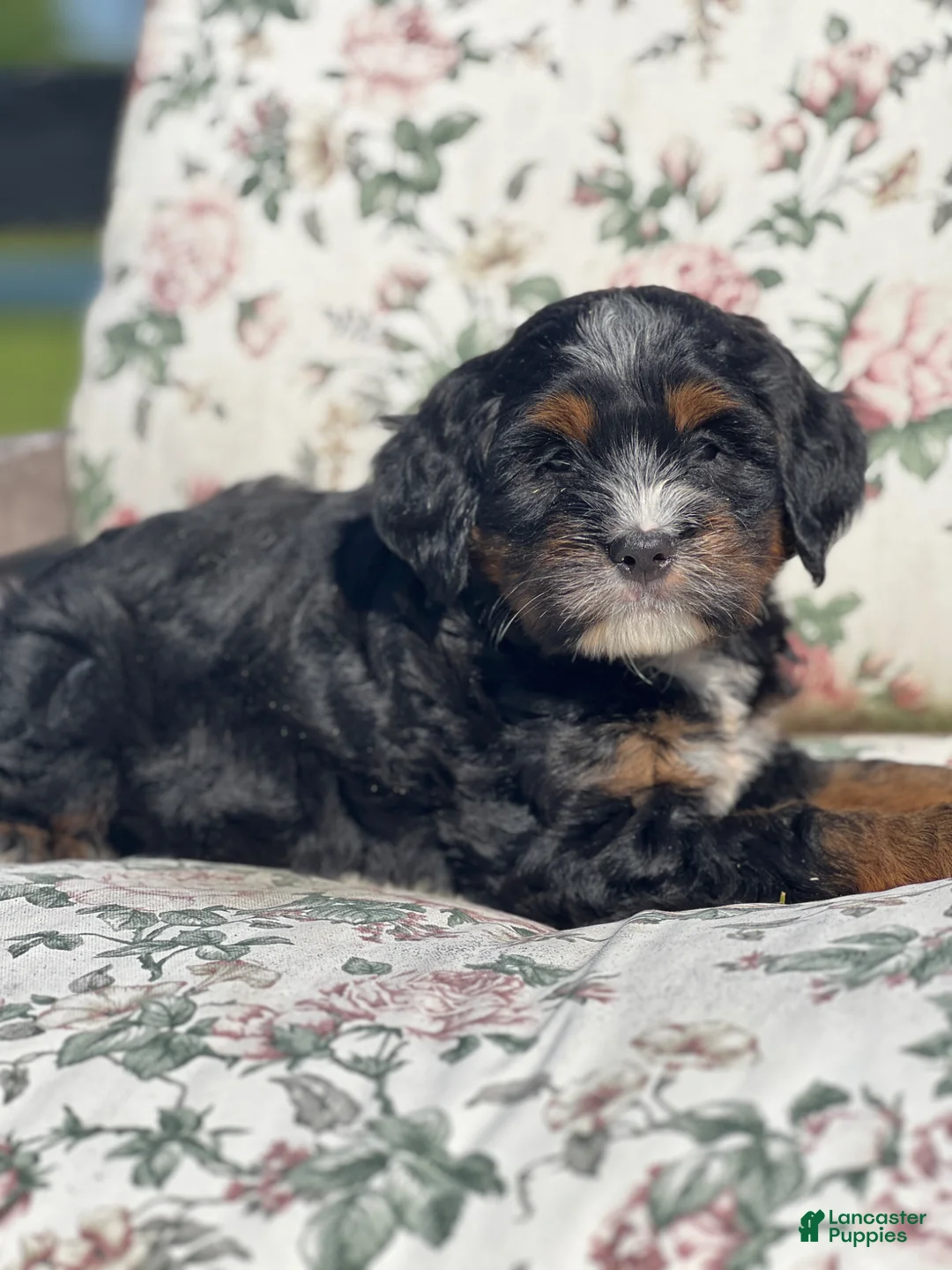 Mixed Breed dogs for sale: Zeckie - Ad 7