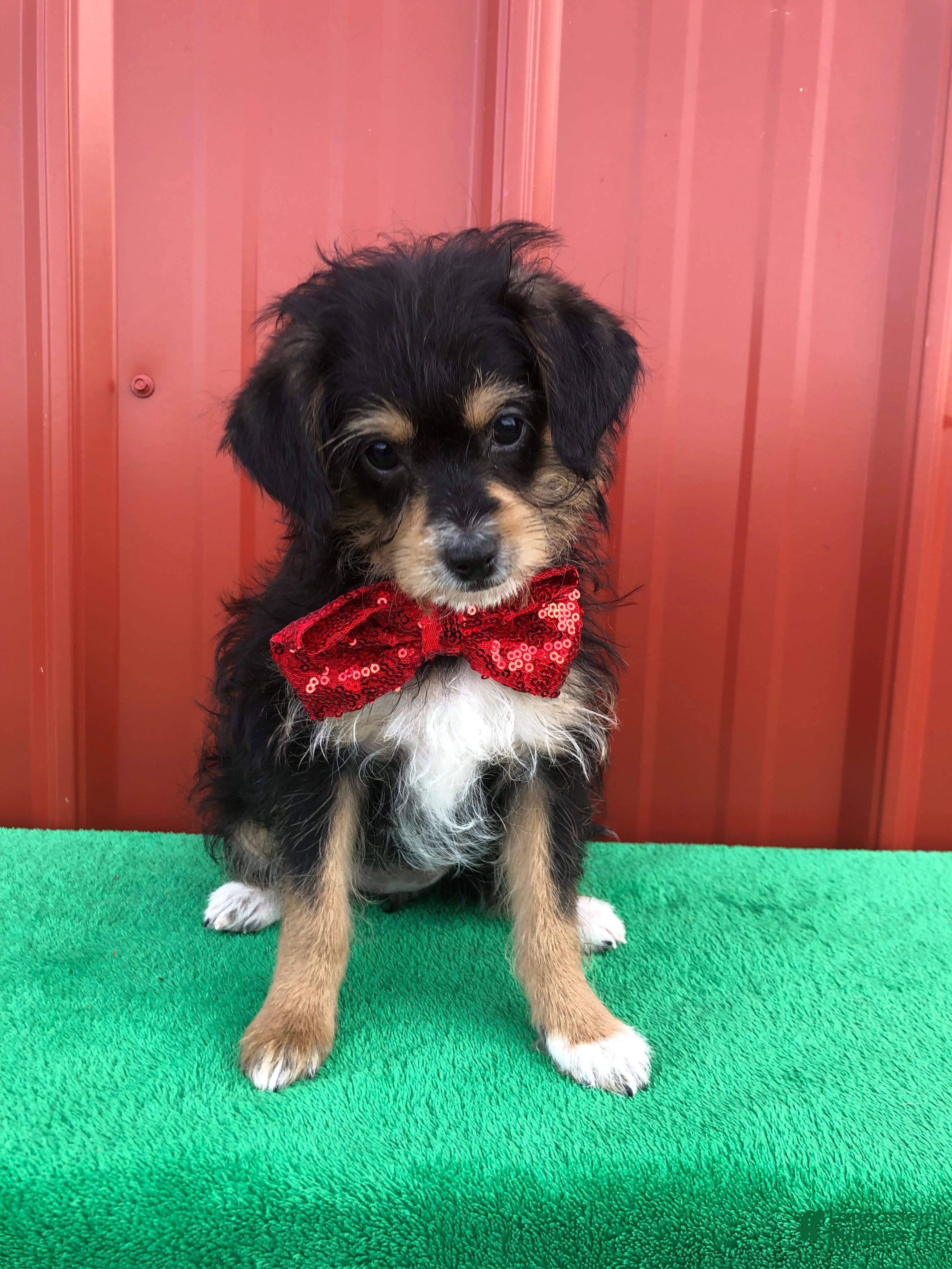 Mixed Breed dogs Millie - Ad 24