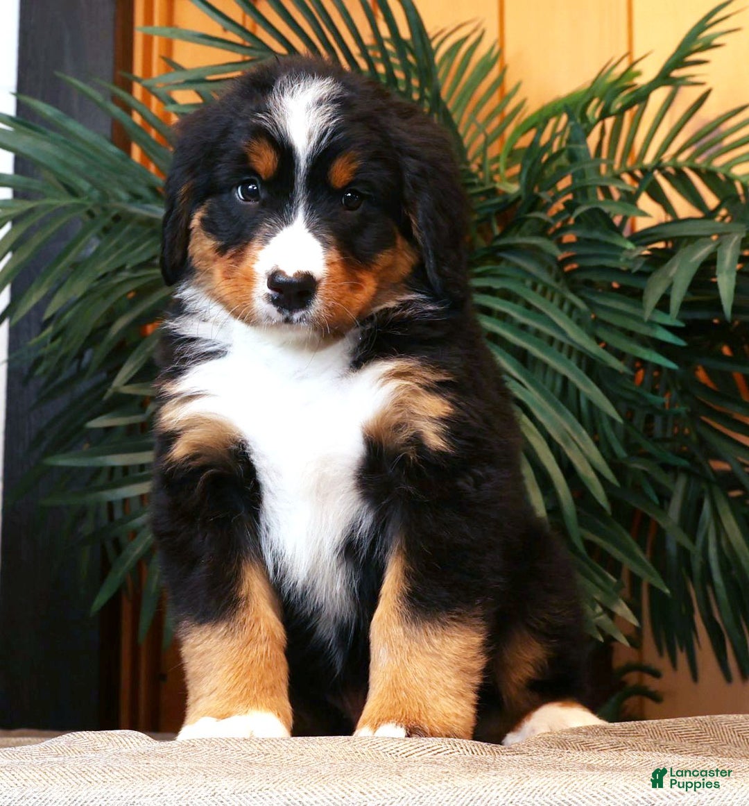 Bernese Mountain Dog dogs for sale: Justin - Ad 1