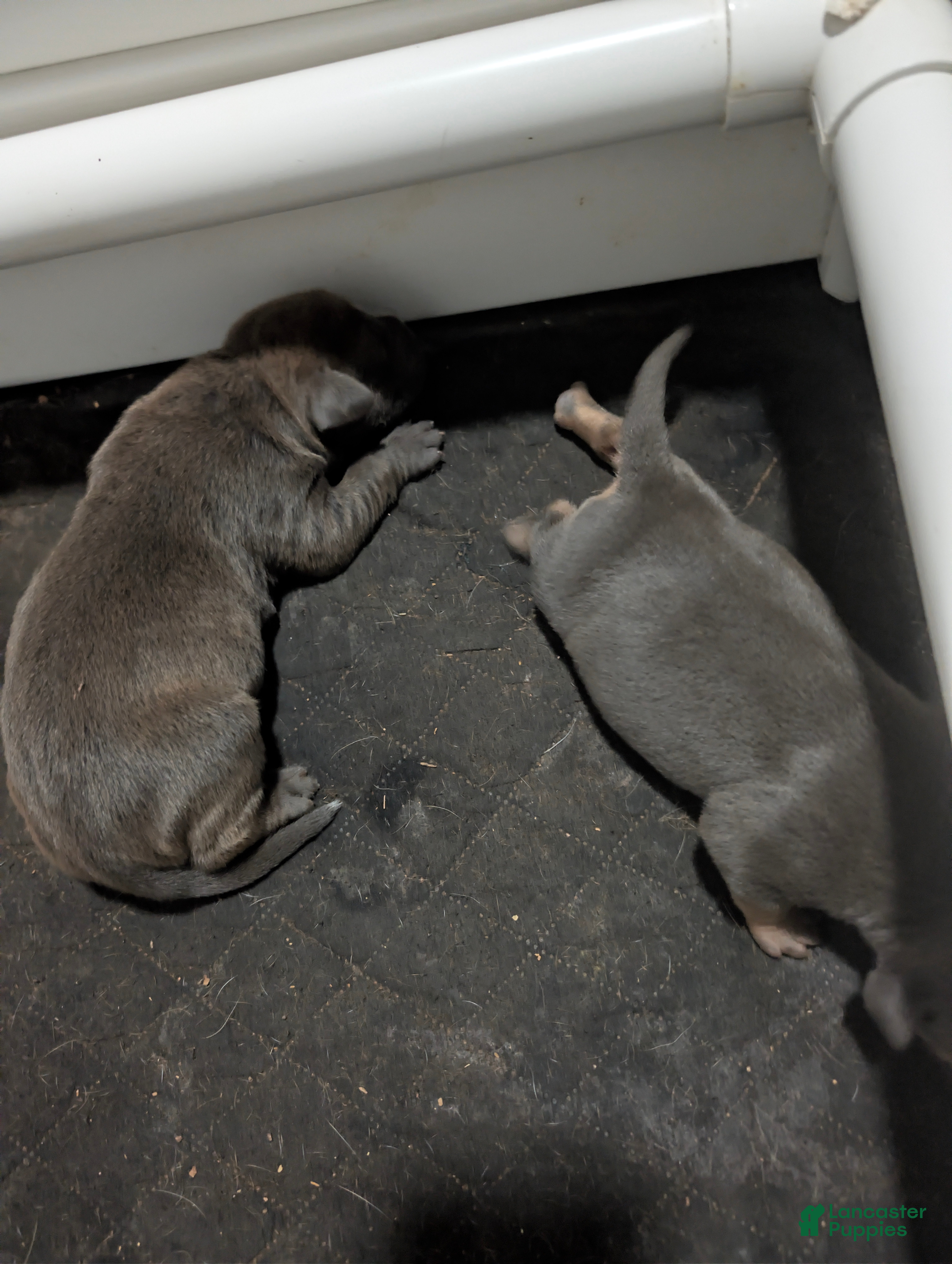 American Bully dogs for sale: American Bully 1 - Ad 38