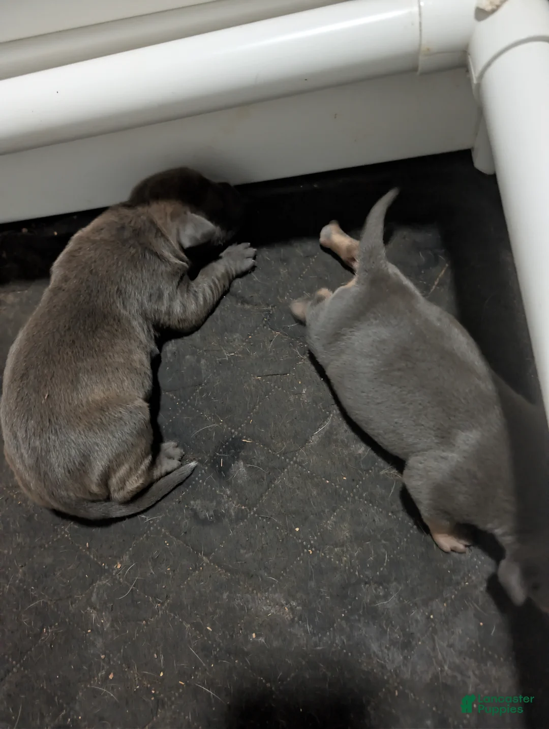 American Bully dogs for sale: American Bully 1 - Ad 1