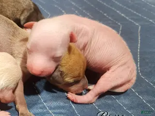 Mixed Breed dogs Brittany - Ad 3