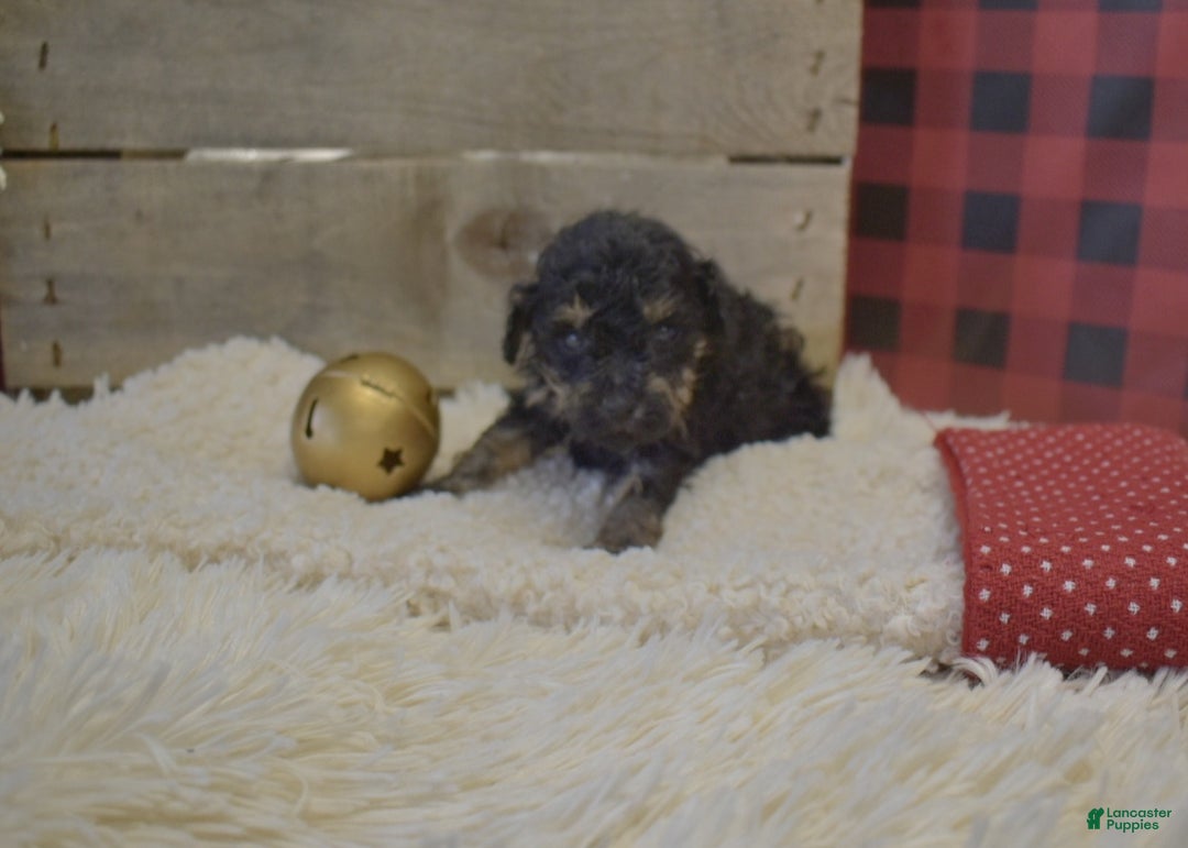 Toy Poodle dogs for sale: Kerrine - Ad 4