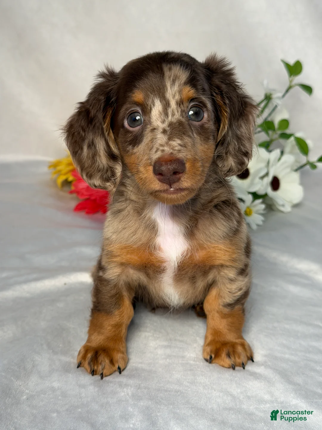 Miniature Dachshund dogs for sale: Danny - Ad 1
