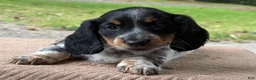 Miniature Dachshund dogs for sale: Ivy - Ad 4
