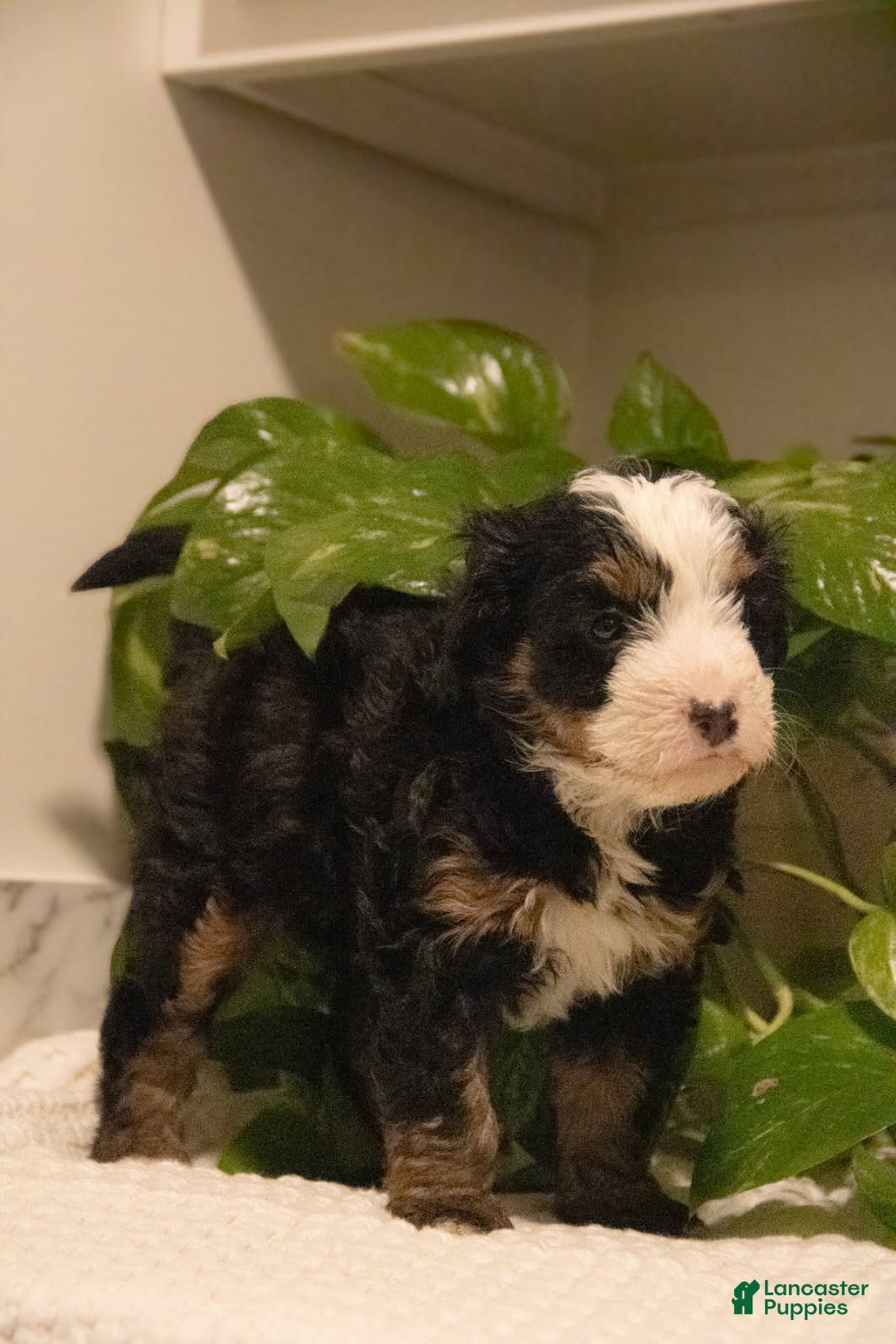Mini Bernedoodle dogs for sale: Tracy - Ad 3