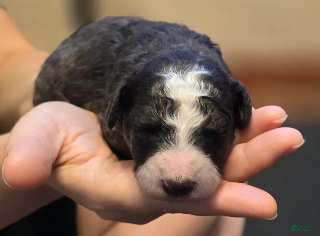 Mini Bernedoodle dogs for sale: Zane - Ad 1
