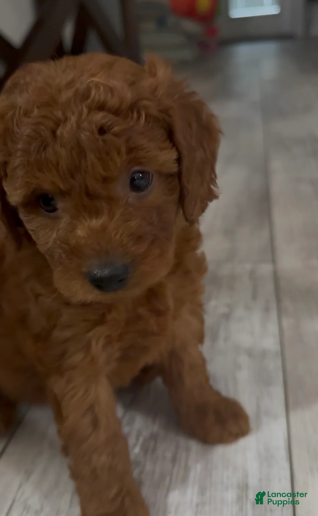 Goldendoodle dogs for sale: Goldendoodle 7 Sunny - Ad 2