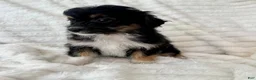 Mixed Breed dogs for sale: Willy  - Ad 3