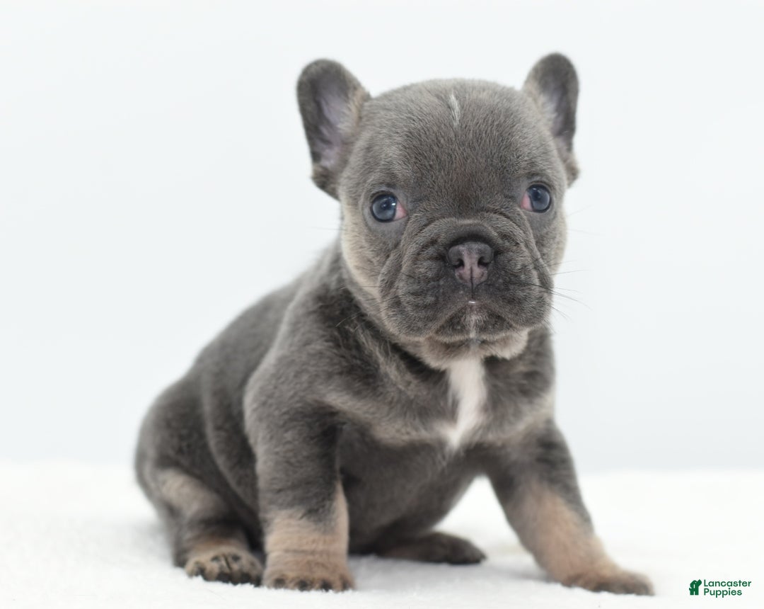 Mixed Breed dogs for sale: Queen lilac tricolor  - Ad 23